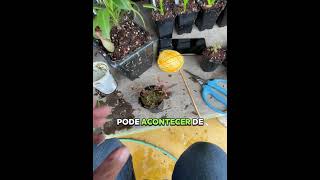 O que fazer com a Drosera Madagascariensis  plantacarnivora plantascarnivoras [upl. by Atthia361]