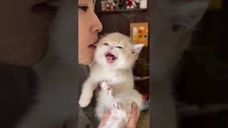 Funniest Cute Animal Reactions😍😳 shorts cat meow kitten trending youtubeshorts [upl. by Kred]