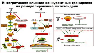 Интегративное влияние конкурентных тренировок на ремоделирование митохондрий [upl. by Kamillah]