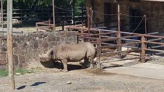 Eastern black rhinoceros [upl. by Pegg]