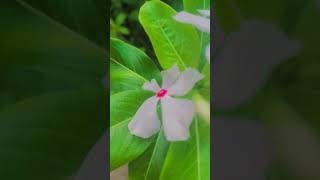 catharanthus nature flower MalySof2j [upl. by Caswell]