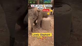 New Songs Sri Lanka ytshorts short trending Song Tiktok shortvideo Elephant 🥰 [upl. by Onaivatco]