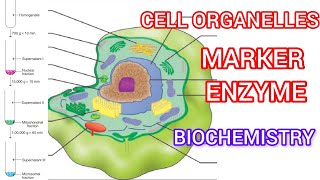 Cell organelle ❤️ Subcellular Fractionation Marker Enzyme [upl. by Hogue]