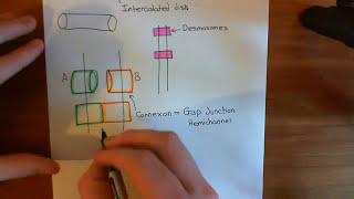 GAP Junctions between Cardiomyocytes Part 1 [upl. by Prissie615]