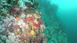 Diving The Pass Six days of Browning Pass and the Hideaway British Columbia [upl. by Mirna973]