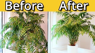 Tidying Up My Parlour Palm [upl. by Hapte]