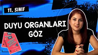 9 GÖZ  DUYU ORGANLARI 1  11 SINIF  AYT BİYOLOJİ DERS NOTLARI  2024 [upl. by Natanoj]