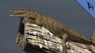 Crocodiles Can Climb Trees [upl. by Witty]