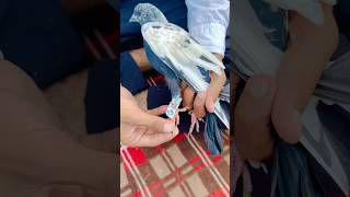 Kabuter Ke Per Me Dawai Bandhi  pigeon reaction shorts skpigeonloft [upl. by Ardnek]