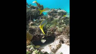 Yellowtail Snapper underwater coralreef yellowtailsnapper [upl. by Olia]