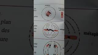 Les étapes de la mitose [upl. by Arlee800]