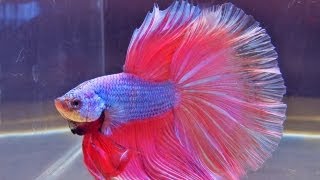 The International Betta Competition  magnificent fighting fish on show [upl. by Viridis]