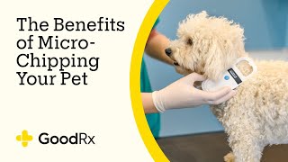 The Benefits of Microchipping Your Pet  GoodRx [upl. by Jamnes]