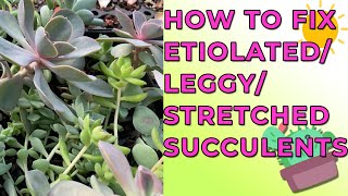 Why Succulent Plants Get Etiolated Leggy Stretched amp How To Fix Them [upl. by Inele]