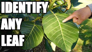 How to Identify Different Leaves Using Structure Types and Shapes [upl. by Akirdnwahs]