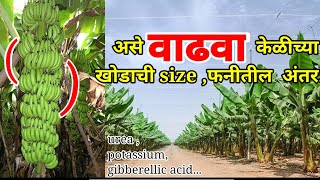 Increasing Banana Plant And Fruit Sizeकेळीचा बुंदा आणि फानीची sizeवढवाखताचा डोसFarming technology [upl. by Garaway]