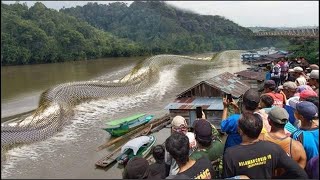 15 Serpientes Gigantes Mas Aterradoras Captadas En Video [upl. by Lardner]