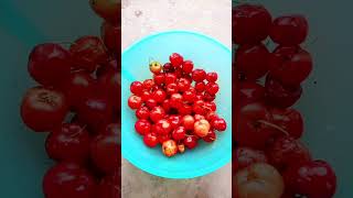 BARBADOS CHERRY 🍒 FRUIT MY GARDEN [upl. by Pappano]