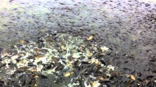 Carp feeding frenzy at Pymatuning State Park spillway [upl. by Tihom]