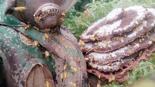 MURDER HORNET NEST DESTROYEDGIANT UNDERGROUND WASP NEST REMOVINGASIAN HORNETS REMOVAL [upl. by Innavoig]