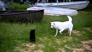 Dog vs Skunk [upl. by Stevens]