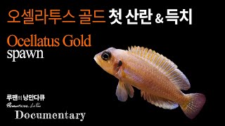 황금물고기 오셀라투스 골드 첫 산란 ocellatus Gold spawn [upl. by Behm]