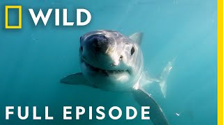 Shark Attacks on the Florida Space Coast Full Episode  When Sharks Attack [upl. by Eanat]