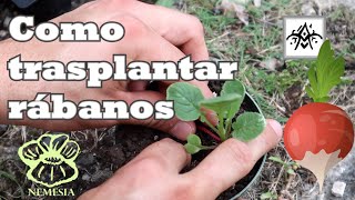 Como Trasplantar Rábanos 🌱 Proyecto Nemesia [upl. by Ydnyl]