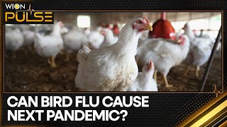 Bird Flu in US cows Should the world be worried  WION Pulse [upl. by Llecrep]