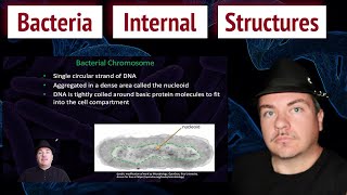 Bacteria Internal Structures [upl. by Eli]