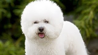 Bichon frise Dog breed full information amp Price Hindi dogpricelist doginformation bichonfrise [upl. by Lawford]