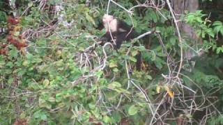 Gamboa Panama Monkey Island Tour [upl. by Brunk]