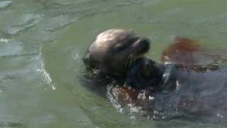 Sea Otter Using a Tool to Open Clams [upl. by Hamo516]