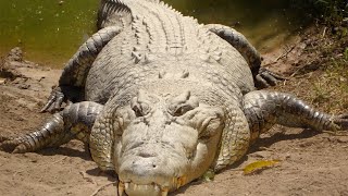 Saltwater Crocodile  The Largest Reptile In The World  Documentary EnglishHD [upl. by Lovering]