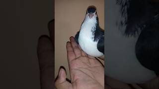 High quality racing pigeon 😱🤯🕊️ pigeon​ birds​ pigeonpigeon​ highflyer​ shorts​ youtubeshorts [upl. by Dunham]