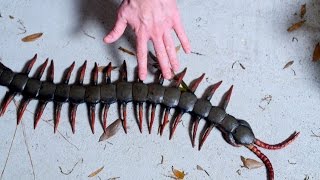 WORLDS LARGEST CENTIPEDE [upl. by Najtsirk860]