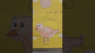 Chicken Life Cycle Activity for Preschoolers scienceproject artproject diyprojects preschool [upl. by Oiretule]