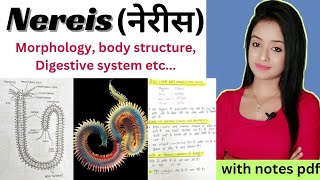 Morphology of nereis nereis bsc 1st year zoology nereis full lecture in Hindi bsc zoology lion [upl. by Toback217]