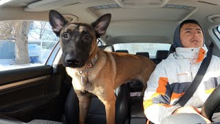 First Day With A Reactive Belgian Malinois [upl. by Emilia660]