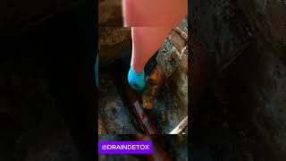 man takes off drain COVER and finds DRIED UP  draincleaning drainage cloggeddrain plumbing [upl. by Akirea]