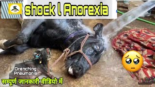 shock l Anorexia l😳ये क्या हो गया Drenching Pneumonia in Buffalo simtams [upl. by Grishilde772]