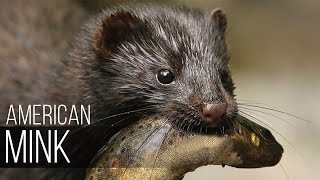 AMERICAN MINK is a strong voracious and fearless animal Mink versus lynx coyote swan fish [upl. by Anrak]