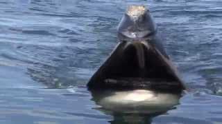 A Close Look Skim Feeding Right Whales [upl. by Goodyear365]