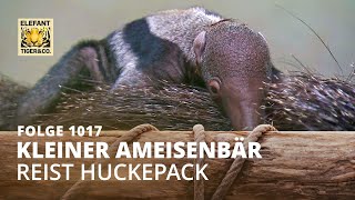 Huckepack Folge 1017  Elefant Tiger amp Co  MDR [upl. by Petrina]