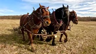 Is it time for SPRING WORK in the North Country  Draft Horse Farming 607 [upl. by Releehw]