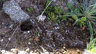 How spiders detect preys from their burrows [upl. by Yelssew]