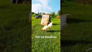 Back Yard Beautiful Bloodlines Of Roosters shortvideos discovery kagwapo TV ucky Man [upl. by Ahcrop]