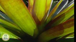 Bromeliads Alcantarea Imperialis Rubra [upl. by Aihsel]