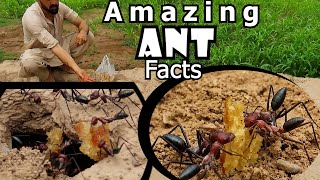 Incredible Facts About Ants  Strength Species and Survival  Amazing Ants [upl. by Asseniv]