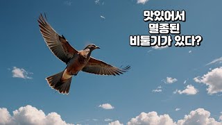 너무 맛있어서 멸종된 비둘기 [upl. by Gamber]